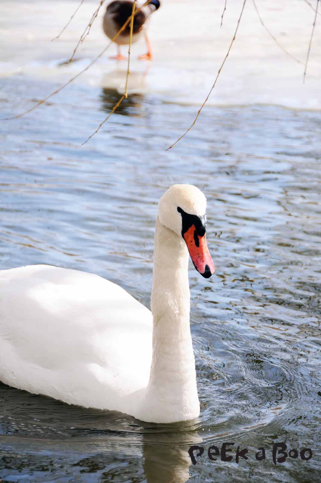 Swan in the lake of Kilevaeldsparken.