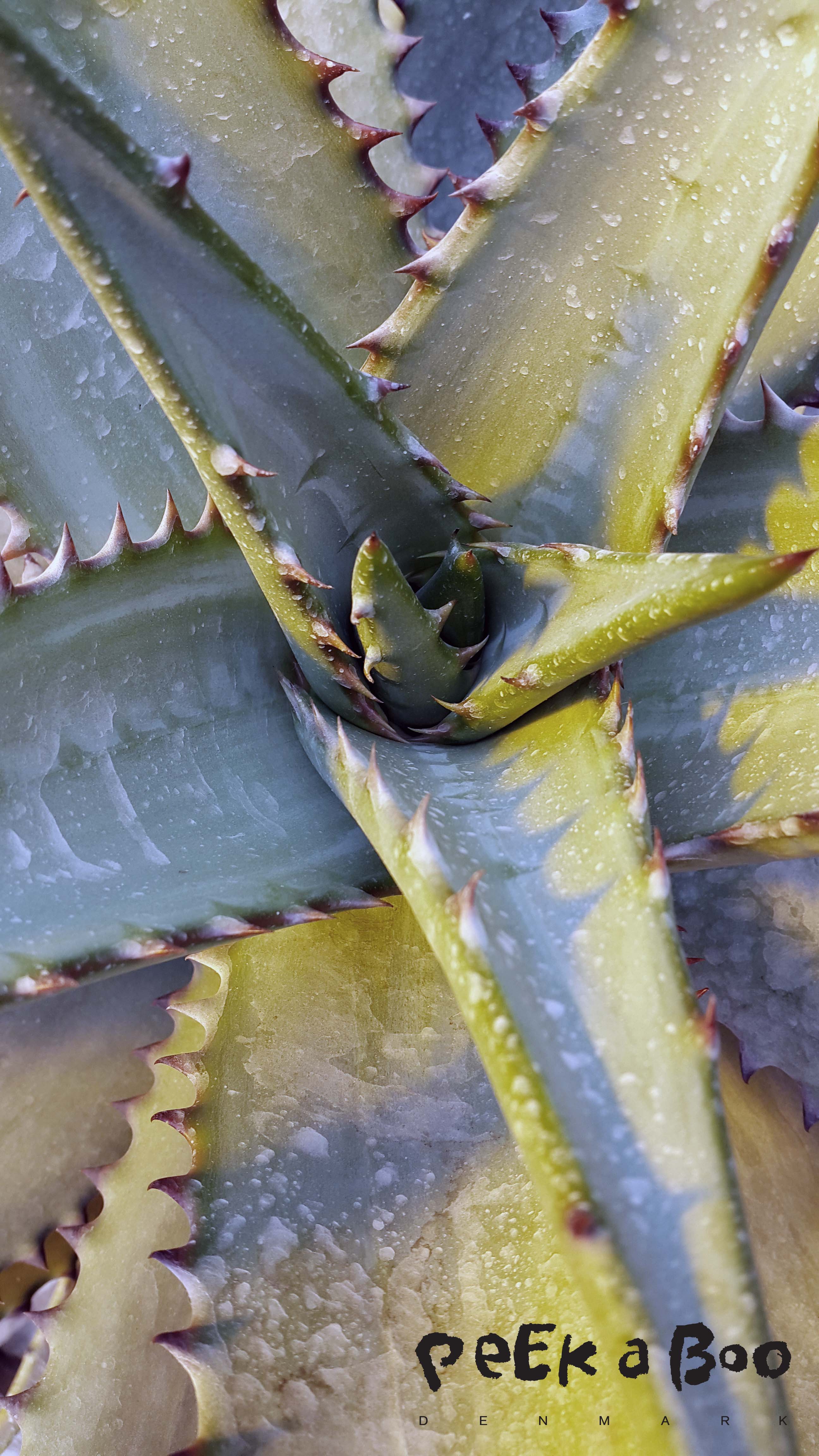 Agave is one of my favorite plants