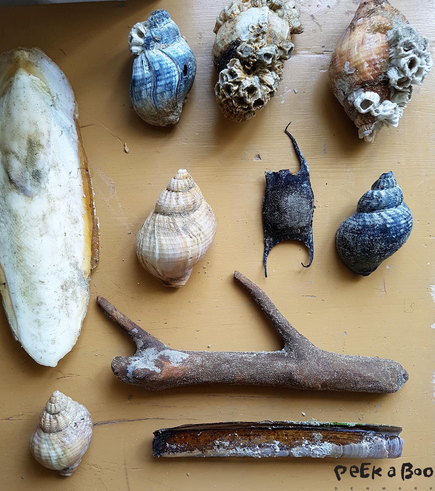 Beach finds from the Wadden Sea. Stingrays egg, seashells, drift wood, clam and carapace from an octopus.