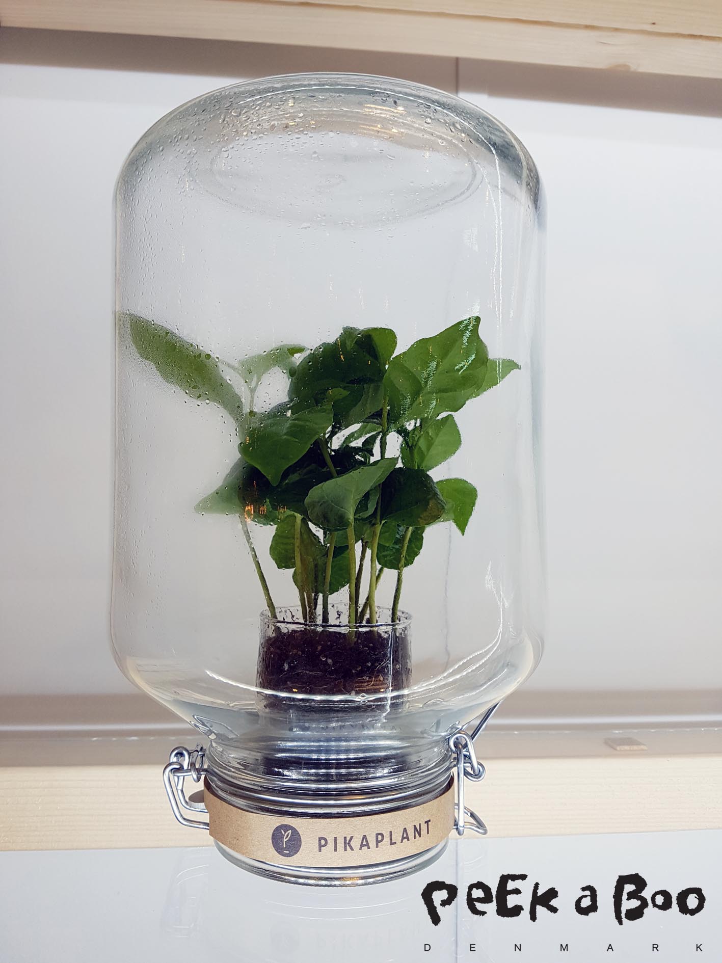 Pikaplants from Amsterdam. Coffee plants in a jar.