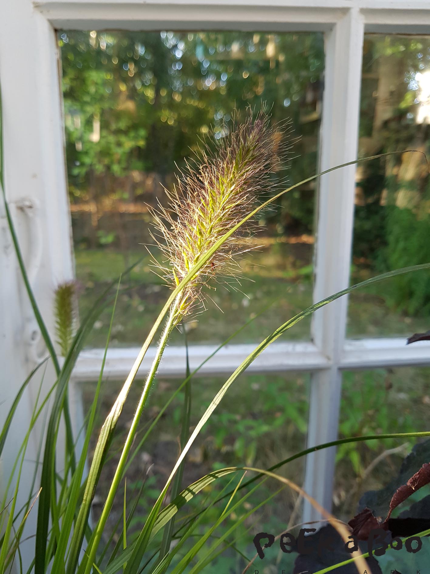 Beautiful spikes from one of the grasses from Gartneriet Pedersen.